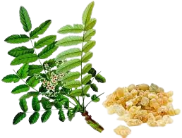 Boswellia Serrata
