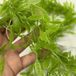 spinner bola voladora